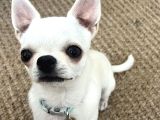 10 Aylık Chihuahua -Romeo- Tea Cup