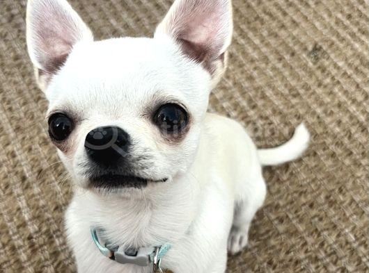 10 Aylık Chihuahua -Romeo- Tea Cup görsel