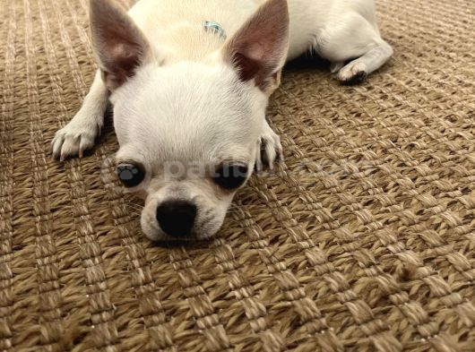 10 Aylık Chihuahua -Romeo- Tea Cup görsel