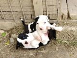 Ender Tür  Amstaff Yavruları