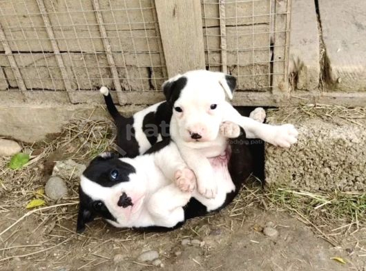 Ender Tür  Amstaff Yavruları görsel