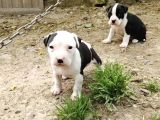 Ender tür  amstaff yavruları