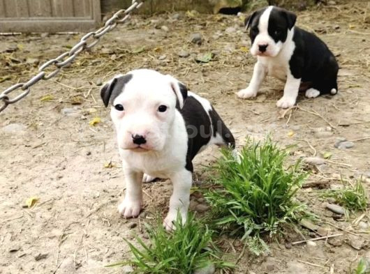 Ender Tür  Amstaff Yavruları