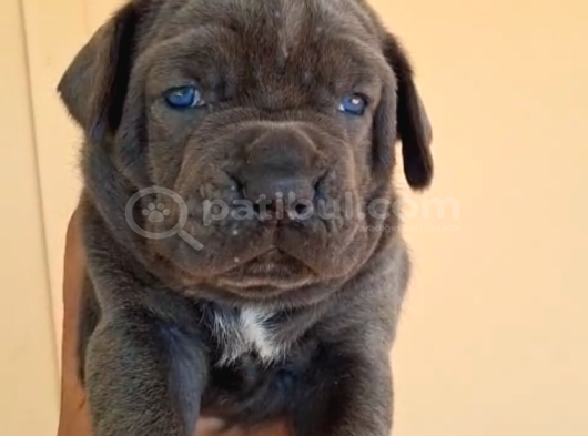 Dev Gibi A Kalite Blue Cane Corsa