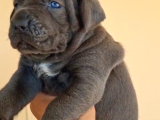 Dev Gibi A Kalite Blue Cane Corsa