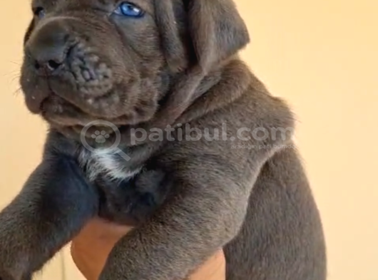 Dev Gibi A Kalite Blue Cane Corsa görsel