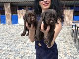 Labrador yavrularım sağlık ve ırk garan