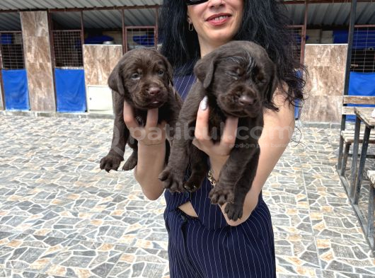 Labrador Yavrularım Sağlık Ve Irk Garan