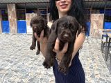 Labrador Yavrularım Sağlık Ve Irk Garan