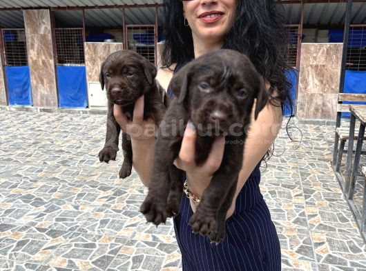 Labrador Yavrularım Sağlık Ve Irk Garan görsel
