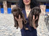 Labrador Yavrularım Sağlık Ve Irk Garan
