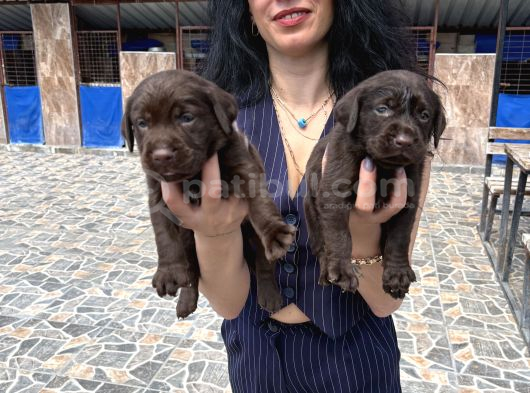 Labrador Yavrularım Sağlık Ve Irk Garan görsel