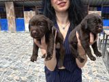 Labrador Yavrularım Sağlık Ve Irk Garan
