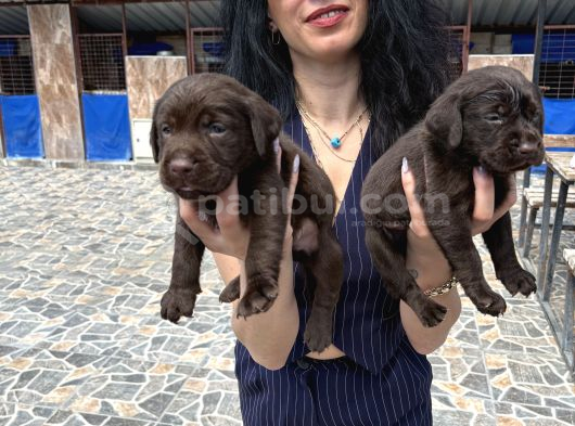 Labrador Yavrularım Sağlık Ve Irk Garan görsel