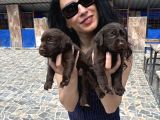 Labrador Yavrularım Sağlık Ve Irk Garan