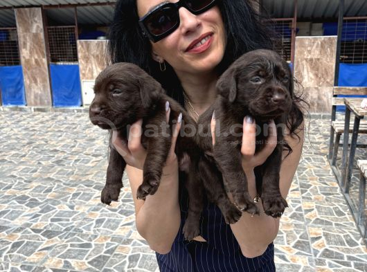 Labrador Yavrularım Sağlık Ve Irk Garan görsel