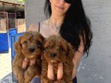 Maltipoo  Yavrularım Sağlık Ve Irk Garantili Bal Çocuklar
