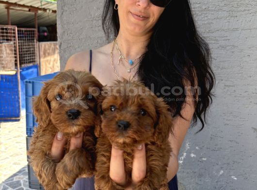 Maltipoo  Yavrularım Sağlık Ve Irk Garantili Bal Çocuklar görsel