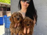 Maltipoo  yavrularım sağlık ve ırk garantili bal çocuklar