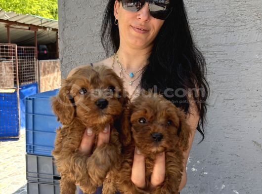 Maltipoo  Yavrularım Sağlık Ve Irk Garantili Bal Çocuklar