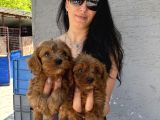 Maltipoo  Yavrularım Sağlık Ve Irk Garantili Bal Çocuklar