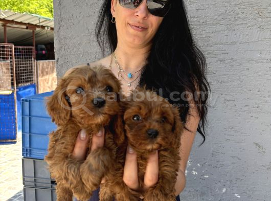 Maltipoo  Yavrularım Sağlık Ve Irk Garantili Bal Çocuklar görsel