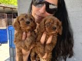 Maltipoo  Yavrularım Sağlık Ve Irk Garantili Bal Çocuklar