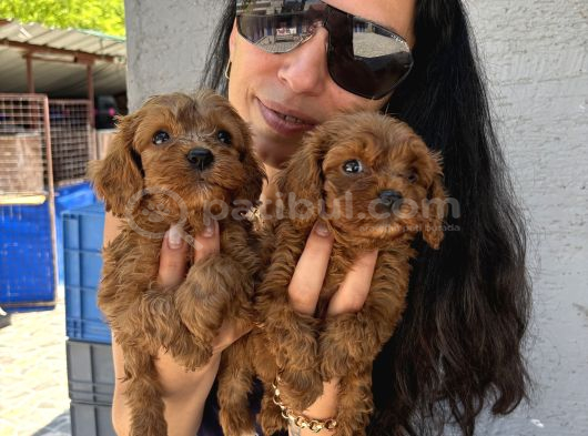 Maltipoo  Yavrularım Sağlık Ve Irk Garantili Bal Çocuklar görsel
