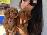 Maltipoo  Yavrularım Sağlık Ve Irk Garantili Bal Çocuklar