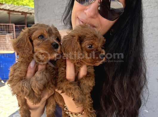 Maltipoo  Yavrularım Sağlık Ve Irk Garantili Bal Çocuklar görsel