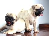 Sağlık Garantili Safkan Pug Mops Mops Yavruları