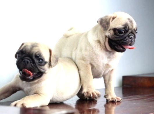 Sağlık Garantili Safkan Pug Mops Mops Yavruları