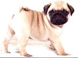 Sağlık Garantili Safkan Pug Mops Mops Yavruları