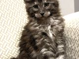 Wcf Üyesi Granddesign Catteryden Blacksmoke Maine Coon Yavru