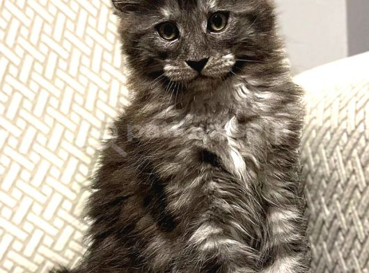 Wcf Üyesi Granddesign Catteryden Blacksmoke Maine Coon Yavru görsel
