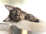 WCF üyesi GrandDesign Catteryden BlackSmoke Maine Coon yavru
