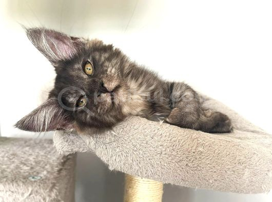 Wcf Üyesi Granddesign Catteryden Blacksmoke Maine Coon Yavru