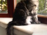Wcf Üyesi Granddesign Catteryden Blacksmoke Maine Coon Yavru