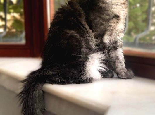 Wcf Üyesi Granddesign Catteryden Blacksmoke Maine Coon Yavru görsel