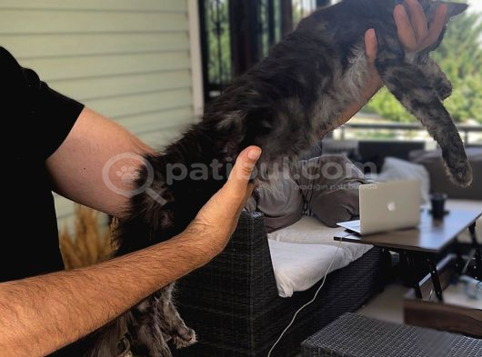 Wcf Üyesi Granddesign Catteryden Blacksmoke Maine Coon Yavru görsel