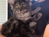 Wcf Üyesi Granddesign Catteryden Blacksmoke Maine Coon Yavru