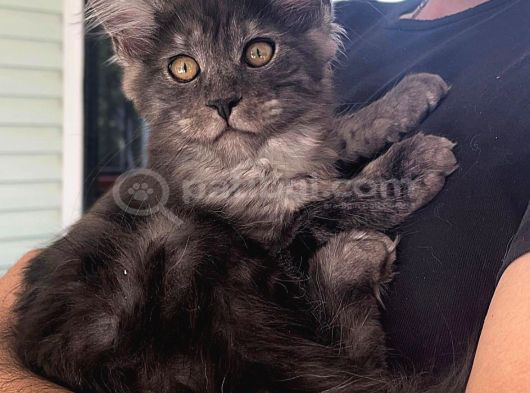 Wcf Üyesi Granddesign Catteryden Blacksmoke Maine Coon Yavru görsel