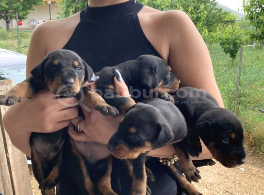 Efsane Doberman Yavrularım Sağlık Ve Irk Garantililer görsel