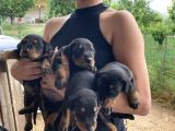 Efsane Doberman Yavrularım Sağlık Ve Irk Garantililer