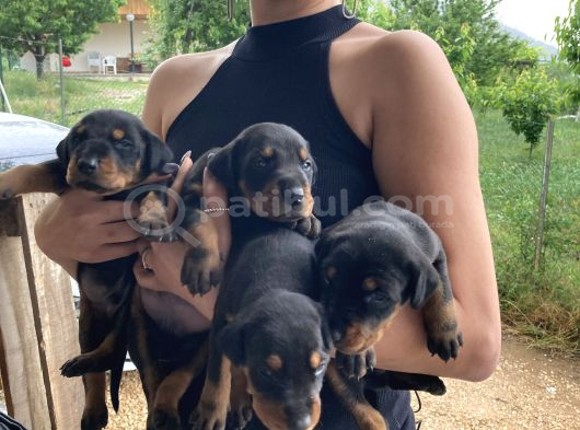 Efsane Doberman Yavrularım Sağlık Ve Irk Garantililer görsel