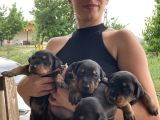 efsane Doberman yavrularım sağlık ve ırk garantililer