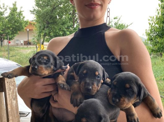 Efsane Doberman Yavrularım Sağlık Ve Irk Garantililer