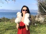 Maltese Yavrularım Sağlık Ve Irk Gara