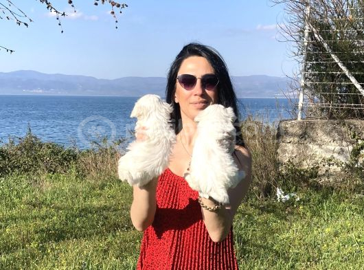Maltese Yavrularım Sağlık Ve Irk Gara görsel