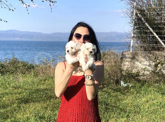 Maltese Yavrularım Sağlık Ve Irk Gara görsel